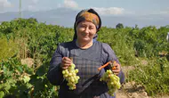 İslahiye bağlarında hasat mesaisi şafak vakti başlıyor