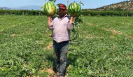 Manisalı çiftçi aracıya teslim olmadı karpuzu kendi satıyor