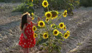 Manisa'da sarı tarlalar fotoğrafçıların rotasına girdi