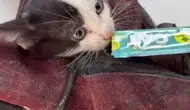 İzmir trafiğinde minik bir kedi kurtarma operasyonu