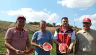 Tekirdağlı üreticiden taze karpuz hasadı başladı