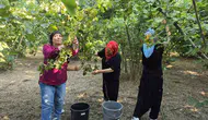 Düzce fındığında hasat dönemi imece usulüyle başladı