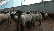 Kastamonu'da bilimsel dokunuşla koyunlarda rekor kuzu verimi