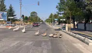 Hayrabolu’da kaz sürüsü trafiği birbirine kattı
