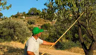 Datça’nın meşhur bademlerinde hasat dönemi resmen başladı