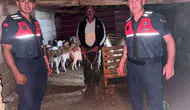 Bayramiç dağlarında kaybolan sürüsünü jandarma kurtardı
