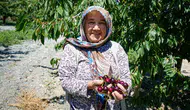 Ankara kirazında hasat dönemi 80 tonluk beklenti