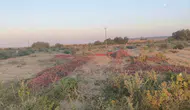 Meraya dökülen domateslerin sırrı çözüldü Çürük çıktılar