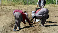 Dünyanın en pahalı baharatında yeni sezon mesaisi başladı