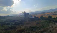 Bolu’da anız yangını ormana sıçramadan durduruldu