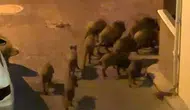 Kuşadası sokaklarını domuz sürüleri bastı