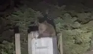 Uludağ’da çöp karıştıran ayılar yerleşim yerlerine indi