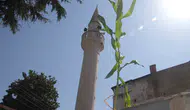 Ordu’da caminin çatısı mısır tarlasına döndü