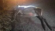 Bozüyük yolunda gece yarısı korkutan kaza: Otomobilin çarptığı geyik kurtarılamadı