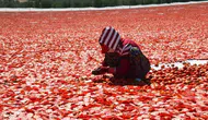 Gediz Ovası domates hasadıyla kırmızıya boyandı