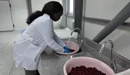 Tokat’ta güneş enerjisiyle tarım ürünleri fabrikaya dönüşüyor