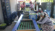 Kazdağları’nın meşhur nektarinde hasat zamanı