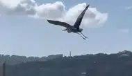 Sinop sokaklarında beklenmedik misafir: Vatandaşlar şaşkınlığını gizleyemedi