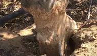 Manisa'da tarım alanlarını istila eden farelere karşı seferberlik
