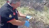 Çorum'daki yangından bir kaplumbağayı kurtardılar