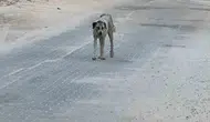 Halfeti sokaklarında korku dolu anlar 3 yaşındaki çocuğa köpek saldırısı