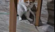 Amasyalı kedi Balım susuzluğunu kendi yöntemiyle giderdi