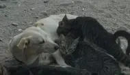 Çanakkale’de şaşırtan dostluk Anne köpek kedi yavrularını sahiplendi