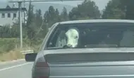 Buzağı, otomobilin arka koltuğunda şehir turu attı
