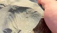İznik Gölü sahilinde milyonlarca yıllık deniz canlısı izi bulundu