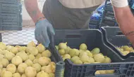 Mersin Mut incirinde büyük kayıp Rekolte üçte bire indi