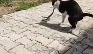 Elazığ sokaklarında kedi ve yılanın kıyasıya mücadelesi