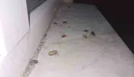 Zonguldak Çaycuma’da evleri istila eden böcek paniği