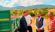 Bilecik Gölpazarı'nda ayçiçeği tarlaları hızla büyüyor