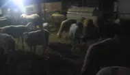 Ağıldan kaçan 50 koyunu jandarma dronla 4 kilometre ötede buldu