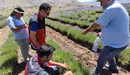 Korkuteli lavantalarında çekirge alarmı