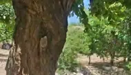 Malatya’da bir kayısı ağacı doğal arı kovanına dönüştü