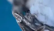 Alanya açıklarında vicdansız avcılığın acı faturası