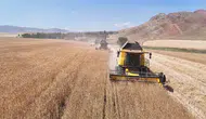Türkiye'nin tohum ambarı Sivas'ta hasat vakti