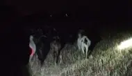 Denizli’de kaybolan keçileri jandarma ekipleri kısa sürede buldu