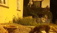 Zonguldak’ta bir vatandaşın vahşi tilkiyle kurduğu sıra dışı dostluk