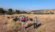 Kilis'te kaybolan 50 koyun jandarma operasyonuyla bulundu