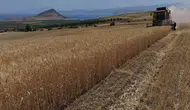 Tatvan ovasında buğday hasadı başladı