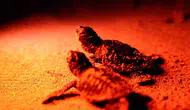 Didim sahillerinde caretta caretta mesaisi
