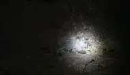 Tunceli doğasında gece yarısı şaşırtan karşılaşma