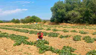 Dazkırı çiftçisi yeni kazanç kapıları arıyor