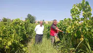 Manisa bağlarında üzüm için sıkı denetim dönemi