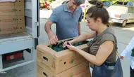 Aydınlı çiftçiye kışlık fide desteği başladı