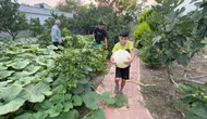 Osmaniyeli çiftçinin hobi bahçesinden bir ton kabak çıktı