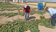 Afyon’da tarlalar tek tek inceleniyor