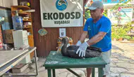 Aydın’da uçamayan karaleyleği çoban Selami kurtardı
